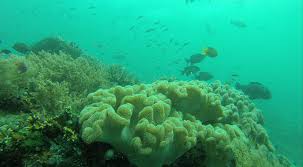 Itu sebabnya tempat wisata ini. Surga Bawah Laut Dunia Adalah Raja Ampat Indonesia Kaya