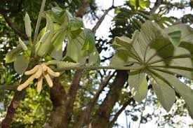 Image result for Cecropia pachystachya