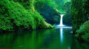 Every day new pictures and just beautiful wallpaper for your desktop nature completely free. Green Nature Wallpaper Portrait