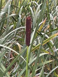 Image result for Typha