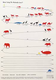 Chart Showing The Average Life Spans Of Animals