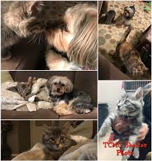 It is our mission to build compassionate relationship between people and. Tri County Humane Society About Adoption Stories Happy Tails Archive