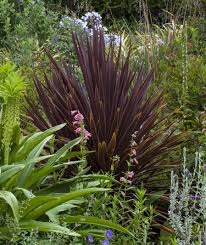Image result for Cordyline australis