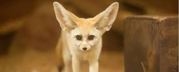 Exotic animals or exotic pets are delicate species needing much care and attention. Five Legal Exotic Pets What To Know About Laws Caretakin G