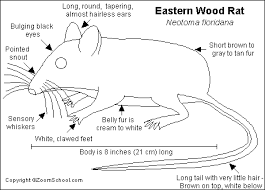 Rat Coloring Page Info Wood Rat Mammals Rats