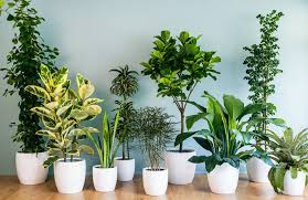 10 air purifying plants to detoxify your salon simply