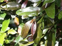 Image result for Cryptocarya transvaalensis