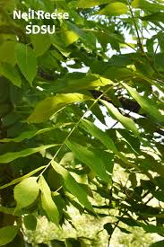 Image result for Juglandaceae