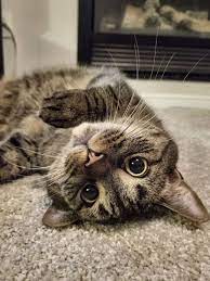 cat body language what does that pose mean cattime cats crazy cats cute cats