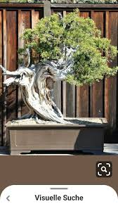 pin by othmar on bonsai bonsai art bonsai plants