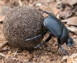 Le Scarabée sacré Scarabaeus sacer et ses cousins bousiers - Antiopa Nature & Sciences