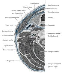 Diaphragm of inlet of thorax is called as sibson's fascia or suprapleural membrane. Anatomy Head And Neck Deep Cervical Neck Fascia Article