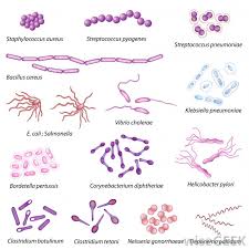 What Is Bacteria Classification With Pictures