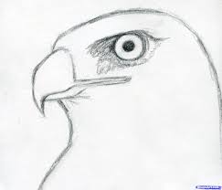 How To Draw A Hawk Red Tailed Hawk Step 4 Bird Drawings Bird Pencil Drawing Animal Sketches