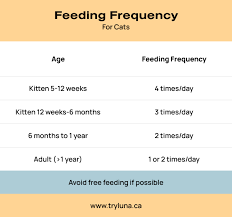 A feeding schedule for your kitten allows you to control the kitten's diet more easily and make sure your kitten does not overeat and gain too much however, as your new kitten ages, it may become more difficult to get him to exercise. Kitten Feeding Guide Luna For Cats