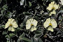 Image result for Lotononis laxa