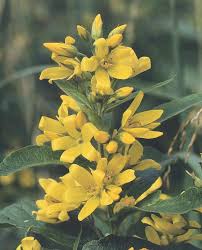 Image result for Lysimachia ruhmeriana