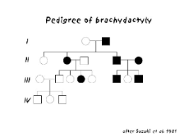 pedigree analysis biol110f2014 confluence