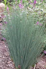 Image result for Juncus punctorius