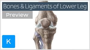 Biology animal structure and function the. Bones And Ligaments Of The Knee And Leg Preview Human Anatomy Kenhub Youtube