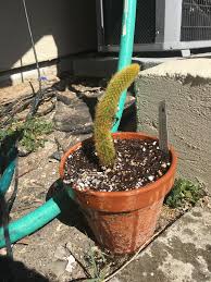 Many broken cacti can be saved with a bit of time and effort. Update On The Broken Cactus I Removed The Toilet Paper Tube Splint And He Is Study Enough To Stand On His Own Now Succulents