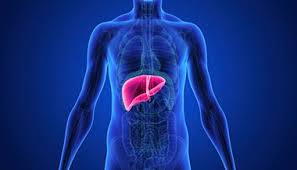 Liver Health | Johns Hopkins Medicine
