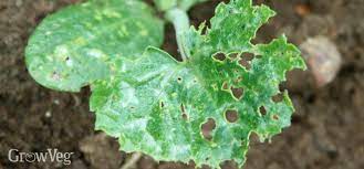 The one on the left is a common brown snail, which may eat your. Vegetable Garden Troubleshooting Holes In Leaves