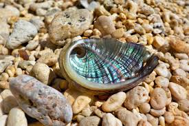 White abalone are one of noaa fisheries' species in the spotlight —an initiative that includes animals considered most at risk for extinction and prioritizes their recovery efforts. 10 Little Known Facts About Abalone
