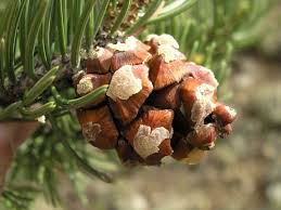 Image result for Pinus