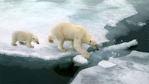 Comme les meilleures arnaques ne meurent jamais, elles se contentent de changer de forme, des esprits bien intentionnés ont récemment diffusé une nouvelle image d'un ours polaire, cette fois non seulement. Faut Il Vendre La Peau De L Ours Polaire Pour La Science