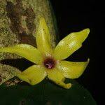 Image result for isolona