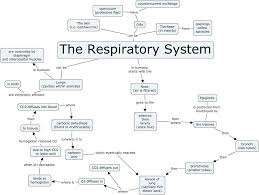 Respiratory System Medical Student Study Medical Terminology Study Biology Lessons