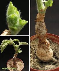 Image result for Cyphostemma lanigerum