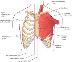 Note that the origin of the right oblique ﬁssure is normally at a lower level than. Surface Anatomy And Surface Landmarks For Thoracic Surgery Sciencedirect