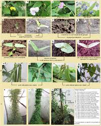 Image result for Vigna reticulata