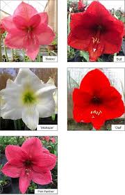 Image result for Hippeastrum sp. cultivars