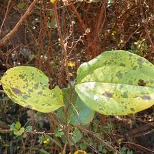 Image result for Smilax anceps