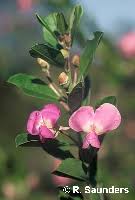 Image result for Podalyria