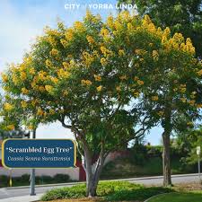 Image result for Cassia thyrsoidea