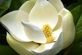 Mississippi State Flower The Magnolia Proflowers Blog Magnolia Flower Magnolia Grandiflora Magnolia Trees