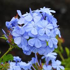 Plumbago, cape leadwort (plumbago auriculata) is the larval host for several types of butterflies including the gray hairstreak (strymon melinus), marine blue (leptotes marina), cassius blue. Plumbago Plumbago Auriculata Plumbago Cape Leadwort Cape Plumbago Hawaiian Flowers Hawaiian Plants Blue And Purple Flowers