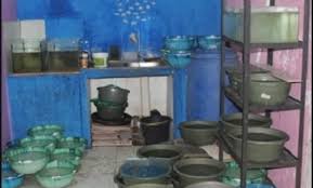 Untuk mencari guppy yang bagus, biasanya dapat di cari dengan betina yang mempunyai bentuk ekor yang bagus. Budidaya Ikan Guppy Cara Benih Bibit Pakan Harga Obat Jenis Terpal Beton