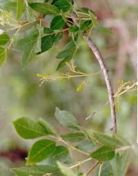 Image result for Fraxinus velutina