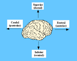 The cerebellum (or small brain) weighs about 10% of the cerebral hemispheres and weighs approximately 150 g. Neuroscience For Kids Directions Planes