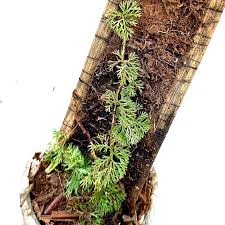 Image result for Hermannia parvula