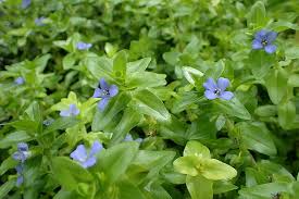 Image result for Bacopa hamiltoniana