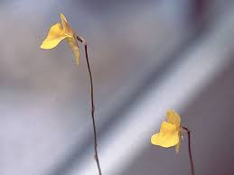 Image result for Utricularia scandens