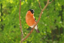 See full list on ro.wikipedia.org Gimpel Pirhula Piruhula Sange Fink Botgros PasÄƒre Songbird Fink Animal RamurÄƒ NaturÄƒ PanÄƒ Pikist