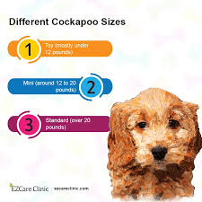 Our puppies are for sale, not adoption. What Is A Cockapoo Is It Good For Esa Ezcare Medical Clinic