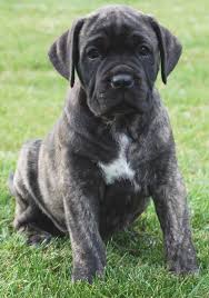 Black Boerboel Puppies For Sale In Durban Puppies Cane Corso Puppies Cane Corso English Mastiff Dog